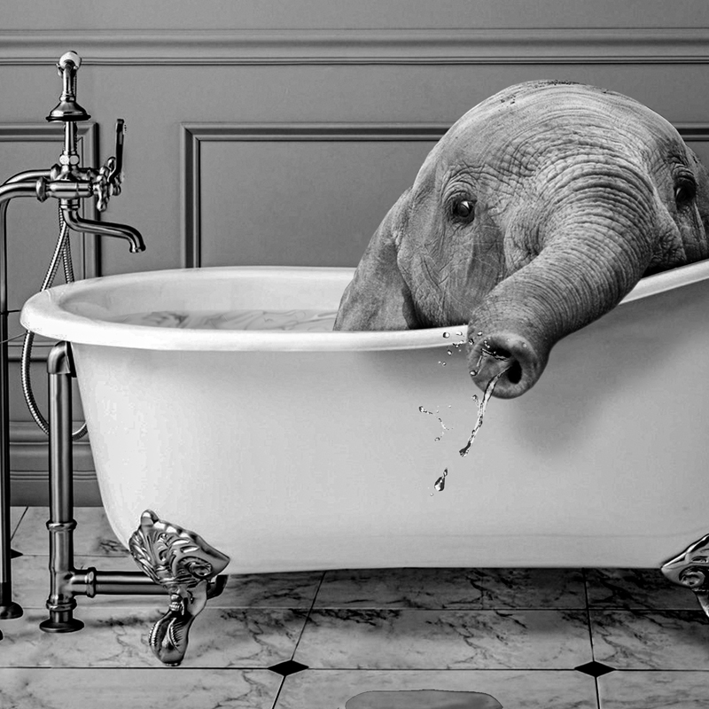 Schwarz und Weiß Tiere Bad Fot – Photography Duck Bewertung und Preis